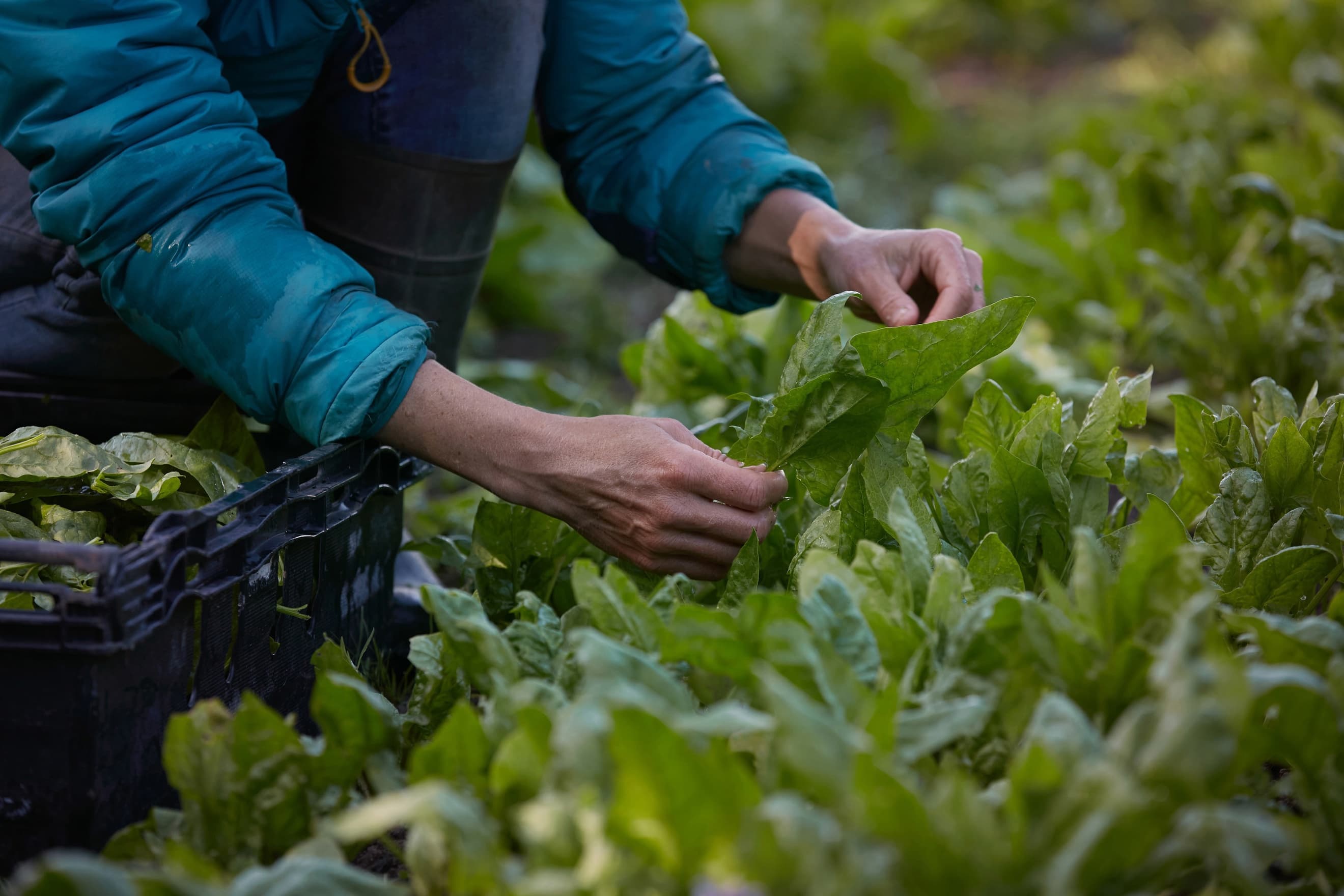 Seasonal Organic Veg Box